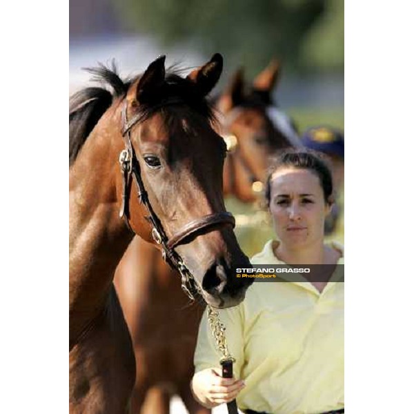 Settimo Milanese - selected yearlings sales Settimo Milanese, 22nd sept.2006 ph. Stefano Grasso