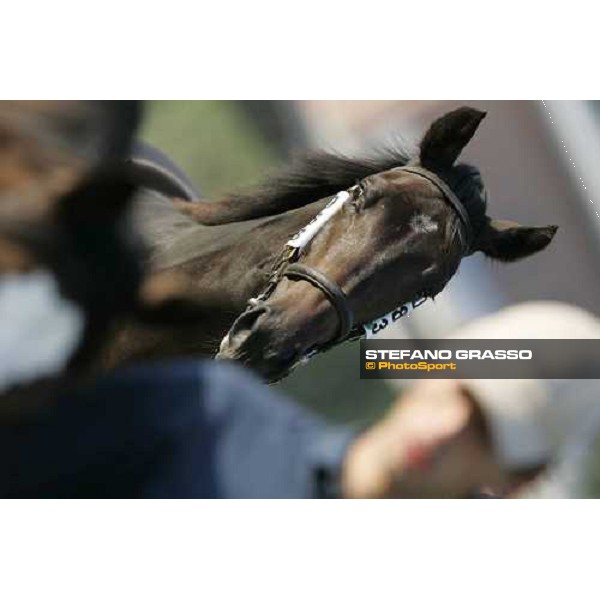 Settimo Milanese - selected yearlings sales Too In Love fb Galileo and Anita via presented by Razza del Velino and solf by 60,000 euro Settimo Milanese, 22nd sept.2006 ph. Stefano Grasso