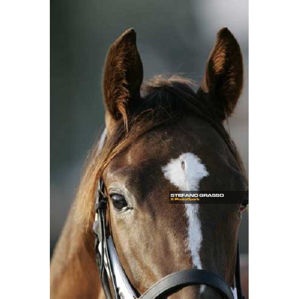 Settimo Milanese - selected yearlings sales Settimo Milanese, 22nd sept.2006 ph. Stefano Grasso