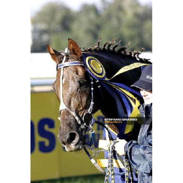 a close up for Decent Fellow winner of the 116¡ Velka pardubicka Ceske Pojistovny Pardubice, 8th october 2006 ph. Stefano Grasso