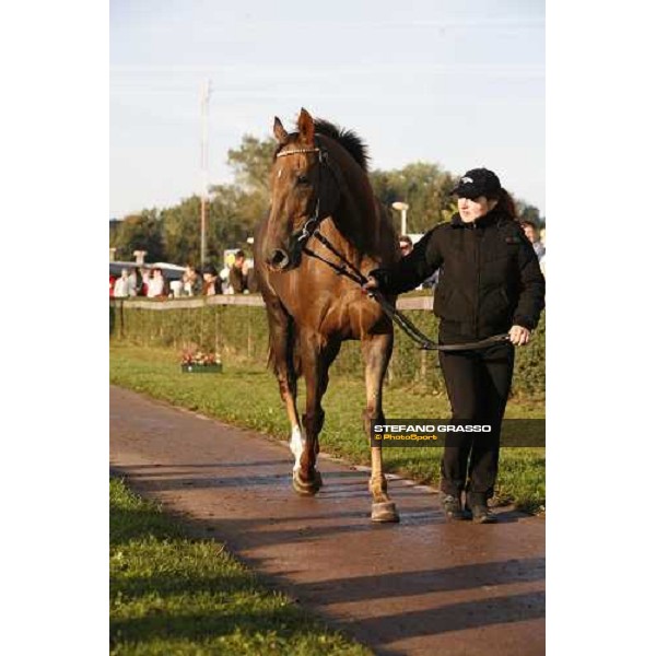 Decent Fellow with his groom during the vet. visit, the morning before the race Pardubice race track, 8th october 2006 ph. Stefano Grasso