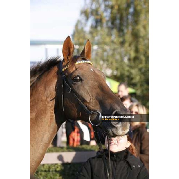 close up for Decent Fellow during the vet. visit, the morning before the race Pardubice race track, 8th october 2006 ph. Stefano Grasso