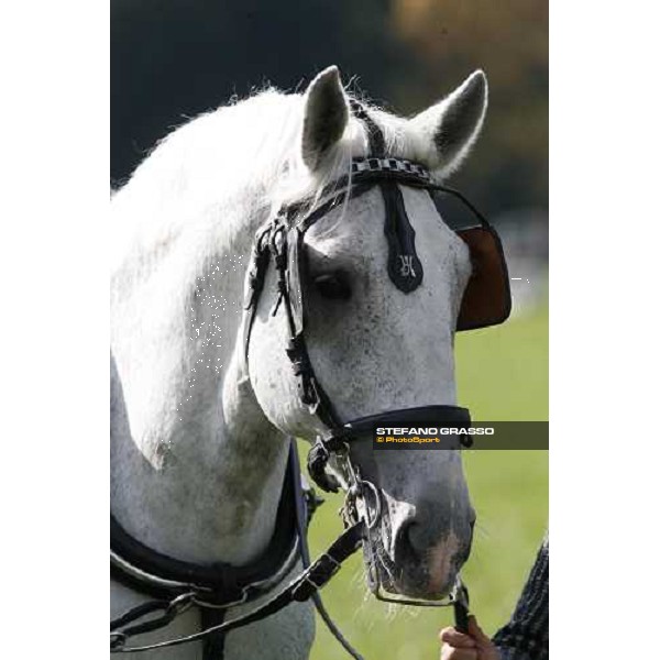 a close up for a Kladruber horse at the racecourse of Pardubice for the 116¡ Velka Pardubicka PArdubice, 8th october 2006 ph. Stefano Grasso