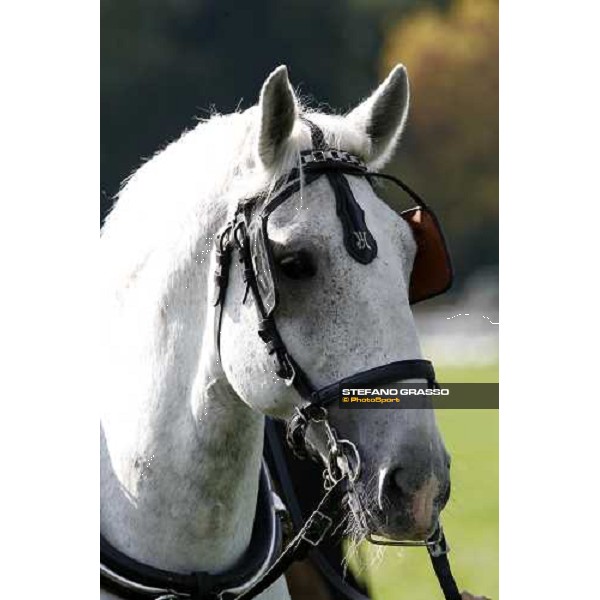 a close up for a Kladruber horse at the racecourse of Pardubice for the 116¡ Velka Pardubicka PArdubice, 8th october 2006 ph. Stefano Grasso