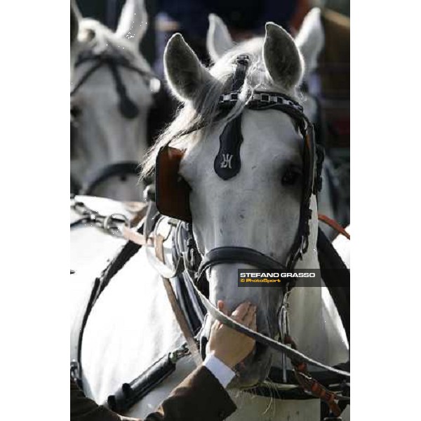 a close up for a Kladruber horse at the racecourse of Pardubice for the 116¡ Velka Pardubicka PArdubice, 8th october 2006 ph. Stefano Grasso