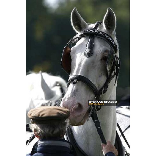 a close up for a Kladruber horse at the racecourse of Pardubice for the 116¡ Velka Pardubicka PArdubice, 8th october 2006 ph. Stefano Grasso