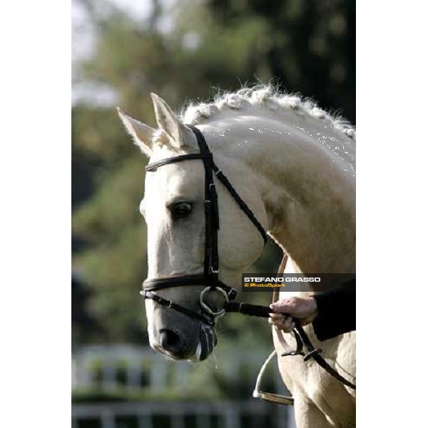 close up for a Kladruber horse at the racecourse of Pardubice for the 116¡ Velka Pardubicka PArdubice, 8th october 2006 ph. Stefano Grasso