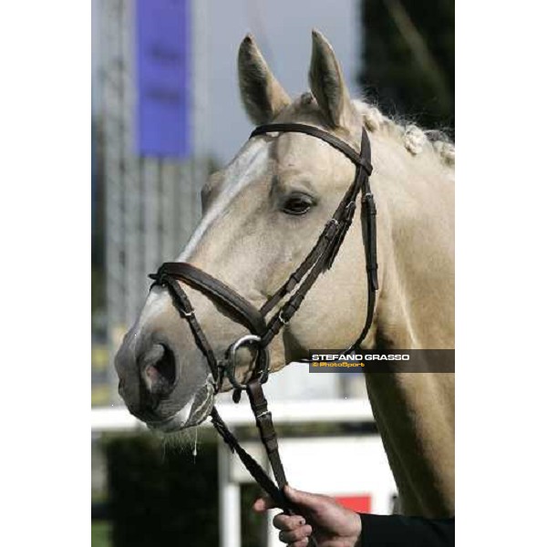 close up for a Kladruber horse at the racecourse of Pardubice for the 116¡ Velka Pardubicka PArdubice, 8th october 2006 ph. Stefano Grasso