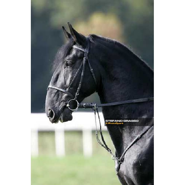 a Kladruber horse at the racecourse of Pardubice for the 116¡ Velka Pardubicka PArdubice, 8th october 2006 ph. Stefano Grasso
