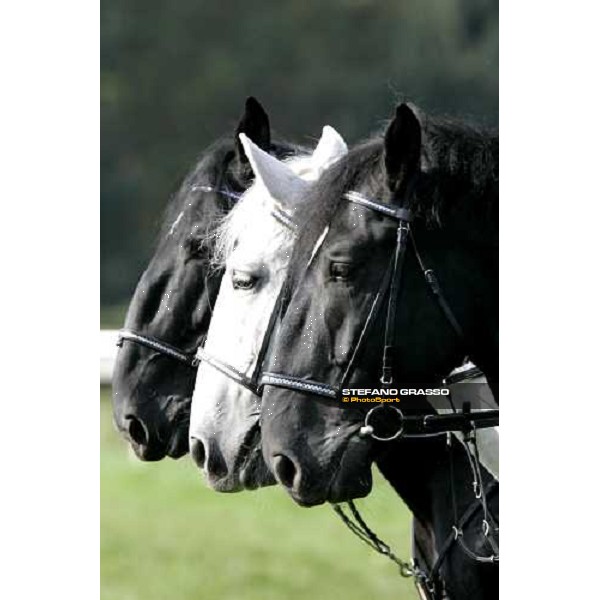 Kladruber horses at the racecourse of Pardubice for the 116¡ Velka Pardubicka PArdubice, 8th october 2006 ph. Stefano Grasso