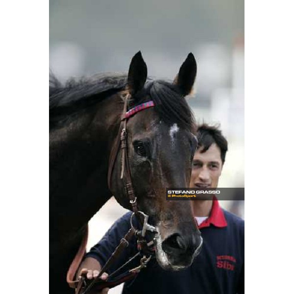 close up for Ramonti winner of the Premio Vittorio di Capua Milan, 14th october 2006 ph. Stefano Grasso