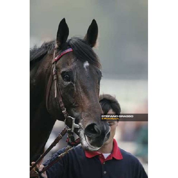 close up for Ramonti winner of the Premio Vittorio di Capua Milan, 14th october 2006 ph. Stefano Grasso