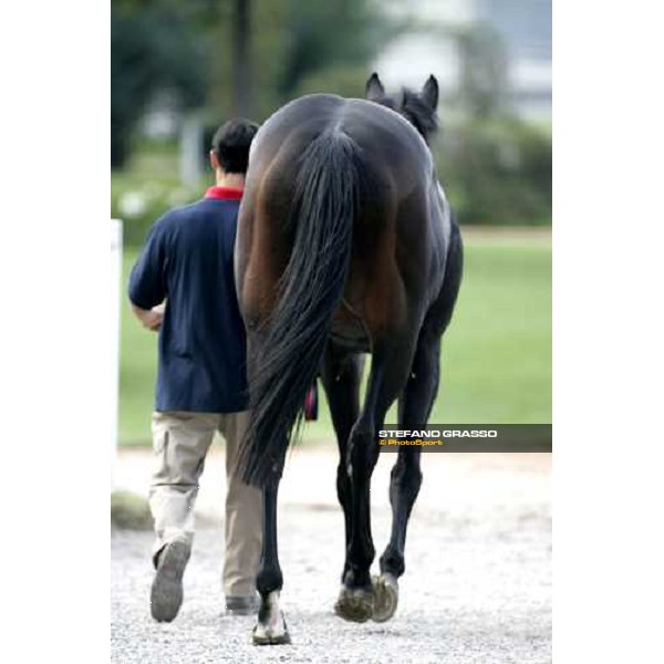 Ramonti comes back to the stable after winning the Premio Vittorio di Capua beating Notability and Caradak Milan, 14th october 2006 ph. Stefano Grasso