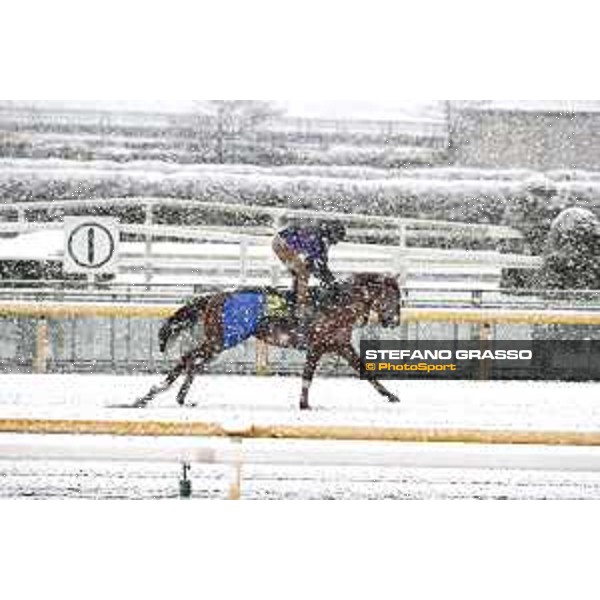 Morning track works at Fuchu racecourse - Nightflower Tokyo,24th nov.2016 ph.Stefano Grasso