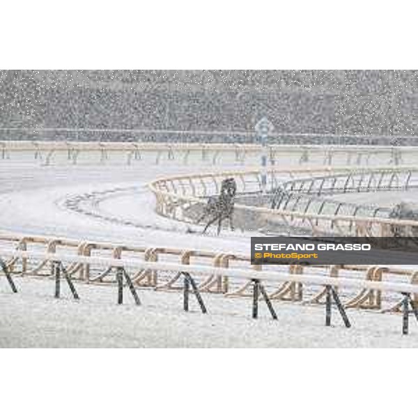 Morning track works at Fuchu racecourse - Nightflower Tokyo,24th nov.2016 ph.Stefano Grasso
