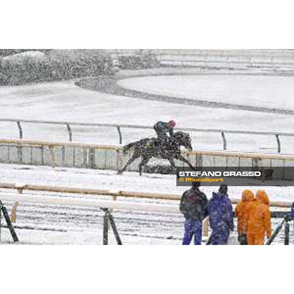 Morning track works at Fuchu racecourse - Iquitos Tokyo,24th nov.2016 ph.Stefano Grasso