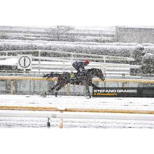 Morning track works at Fuchu racecourse - Iquitos Tokyo,24th nov.2016 ph.Stefano Grasso