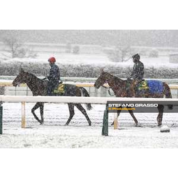 Morning track works at Fuchu racecourse - Iquitos and Nightflower Tokyo,24th nov.2016 ph.Stefano Grasso