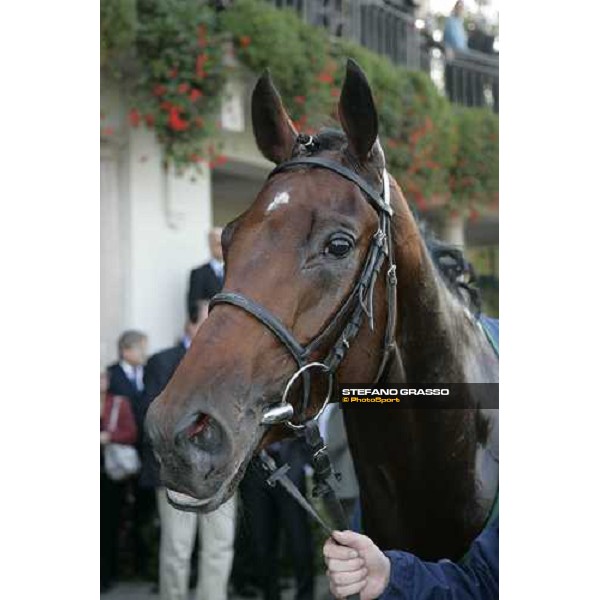 a close up for Kirklees winner of Gran Criterium Milan San Siro, 15th october 2006 ph. Stefano Grasso