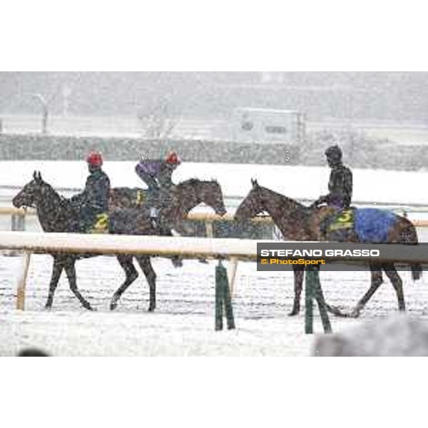 Morning track works at Fuchu racecourse - Iquitos and Nightflower Tokyo,24th nov.2016 ph.Stefano Grasso