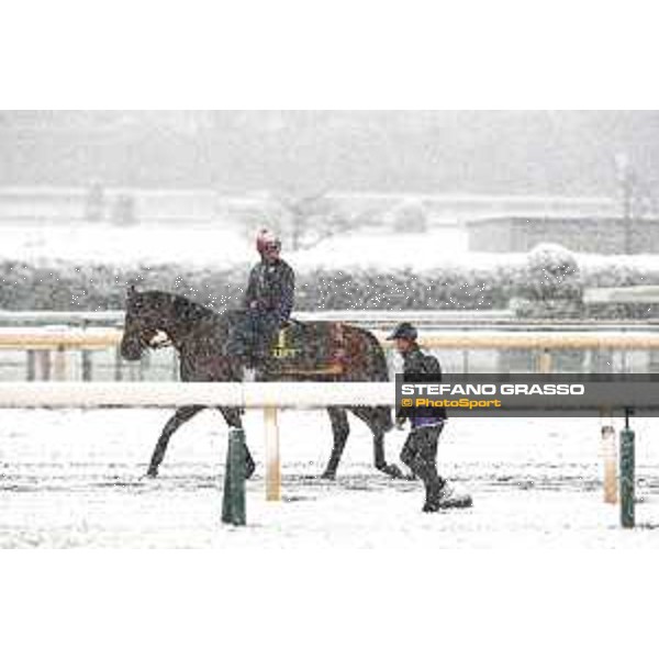 Morning track works at Fuchu racecourse - Erupt and his connection Tokyo,24th nov.2016 ph.Stefano Grasso