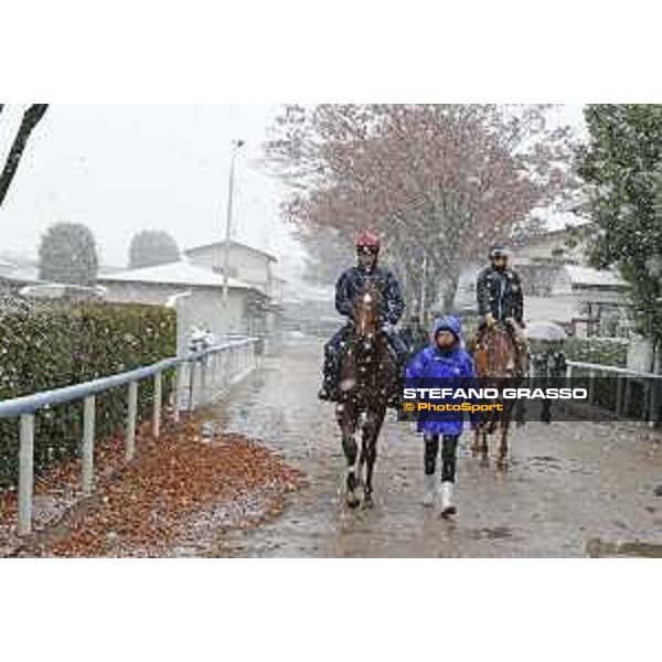 Morning track works at Fuchu racecourse - Iquitos and Nightflower Tokyo,24th nov.2016 ph.Stefano Grasso
