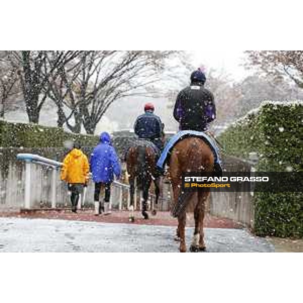 Morning track works at Fuchu racecourse - Iquitos and Nightflower Tokyo,24th nov.2016 ph.Stefano Grasso
