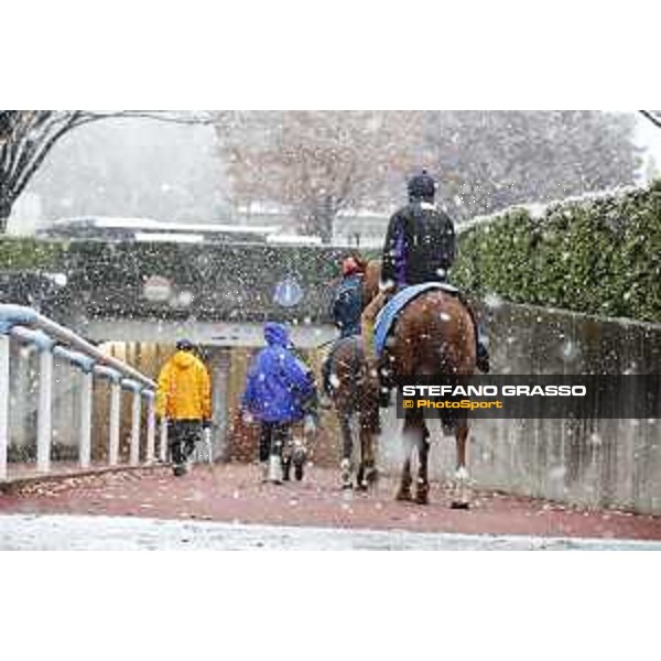 Morning track works at Fuchu racecourse - Iquitos and Nightflower Tokyo,24th nov.2016 ph.Stefano Grasso