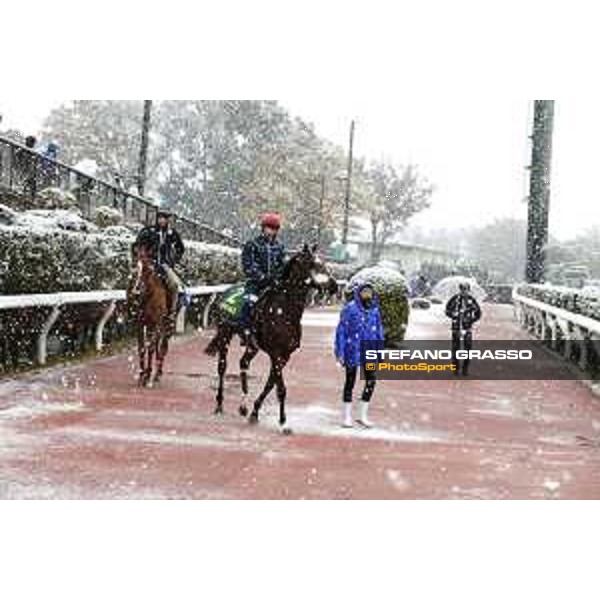 Morning track works at Fuchu racecourse - Iquitos and Nightflower Tokyo,24th nov.2016 ph.Stefano Grasso