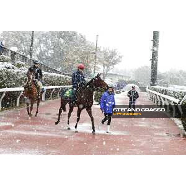 Morning track works at Fuchu racecourse - Iquitos and Nightflower Tokyo,24th nov.2016 ph.Stefano Grasso