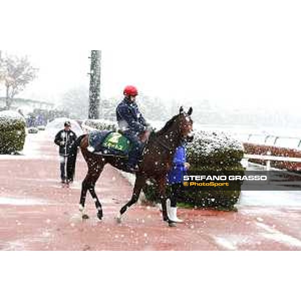 Morning track works at Fuchu racecourse - Iquitos Tokyo,24th nov.2016 ph.Stefano Grasso