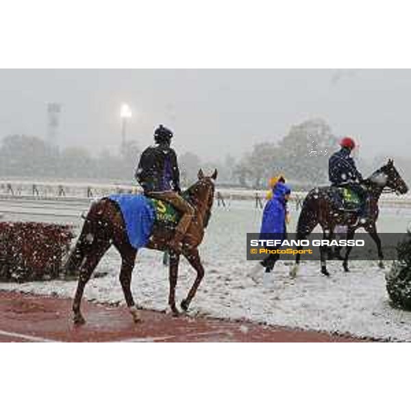 Morning track works at Fuchu racecourse - Iquitos and Nightflower Tokyo,24th nov.2016 ph.Stefano Grasso