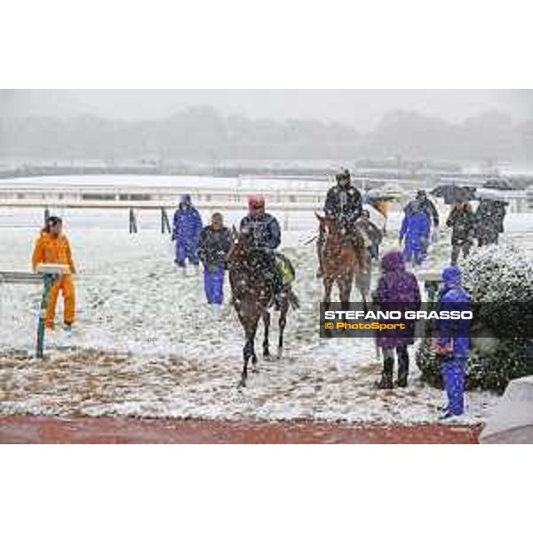 Morning track works at Fuchu racecourse - Iquitos and Nightflower Tokyo,24th nov.2016 ph.Stefano Grasso