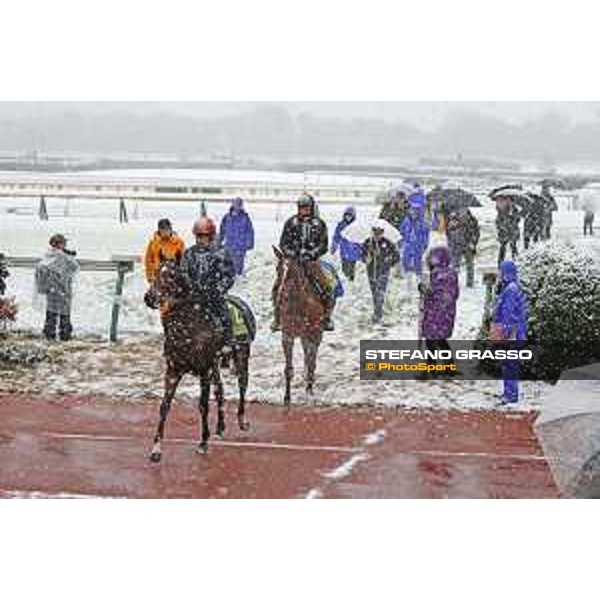Morning track works at Fuchu racecourse - Iquitos and Nightflower Tokyo,24th nov.2016 ph.Stefano Grasso