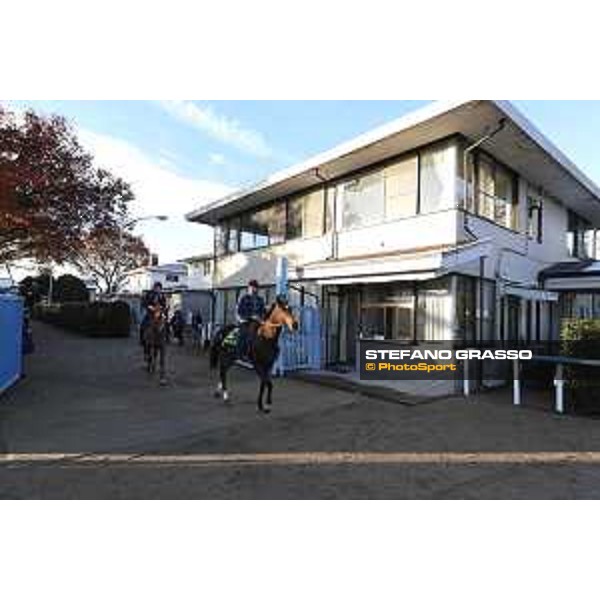 The 36th Japan Cup in association with Longines - Morning track works at Fuchu racecourse - Iquitos and Nightflower Tokyo,25th nov.2016 ph.Stefano Grasso