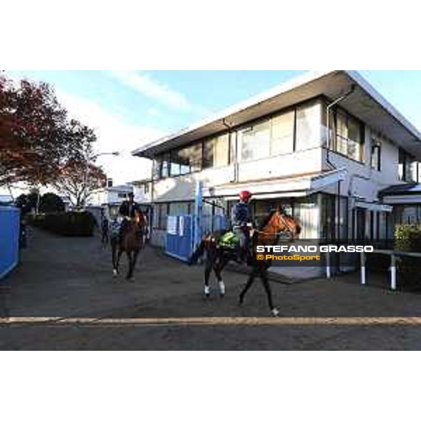 The 36th Japan Cup in association with Longines - Morning track works at Fuchu racecourse - Iquitos and Nightflower Tokyo,25th nov.2016 ph.Stefano Grasso