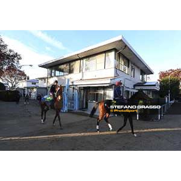 The 36th Japan Cup in association with Longines - Morning track works at Fuchu racecourse - Iquitos and Nightflower Tokyo,25th nov.2016 ph.Stefano Grasso