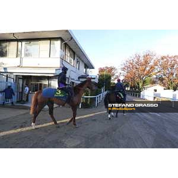 The 36th Japan Cup in association with Longines - Morning track works at Fuchu racecourse - Iquitos and Nightflower Tokyo,25th nov.2016 ph.Stefano Grasso