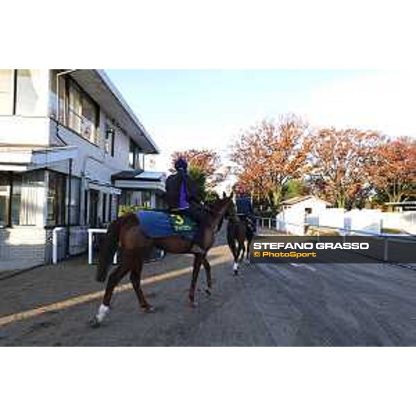 The 36th Japan Cup in association with Longines - Morning track works at Fuchu racecourse - Iquitos and Nightflower Tokyo,25th nov.2016 ph.Stefano Grasso