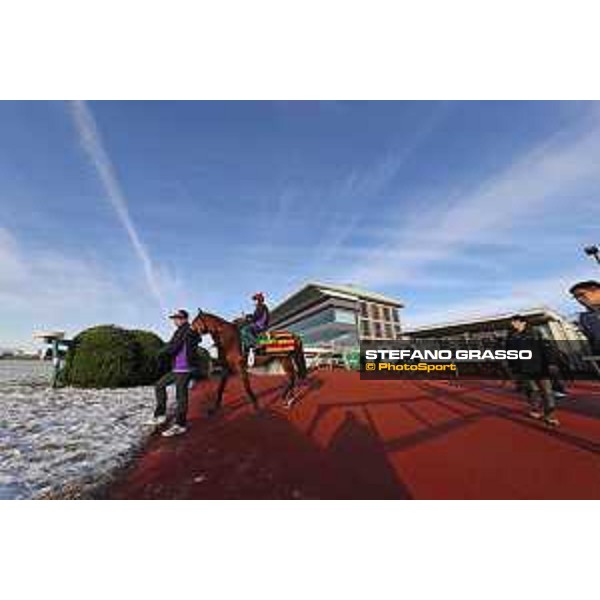 The 36th Japan Cup in association with Longines - Morning track works at Fuchu racecourse - Erupt Tokyo,25th nov.2016 ph.Stefano Grasso