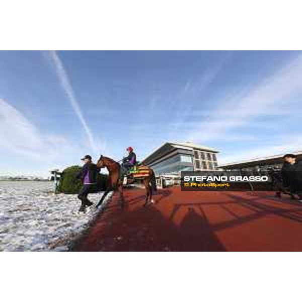 The 36th Japan Cup in association with Longines - Morning track works at Fuchu racecourse - Erupt Tokyo,25th nov.2016 ph.Stefano Grasso