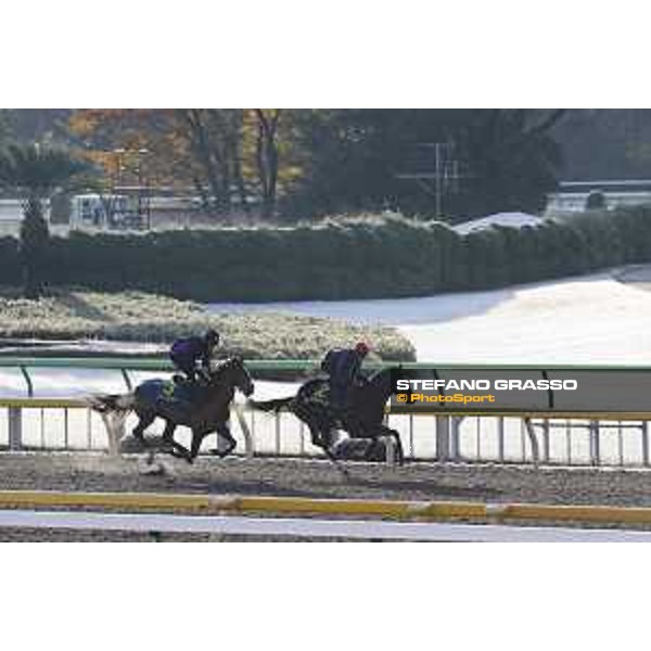 The 36th Japan Cup in association with Longines - Morning track works at Fuchu racecourse - Iquitos and Nightflower Tokyo,25th nov.2016 ph.Stefano Grasso