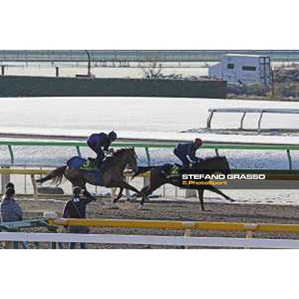 The 36th Japan Cup in association with Longines - Morning track works at Fuchu racecourse - Iquitos and Nightflower Tokyo,25th nov.2016 ph.Stefano Grasso