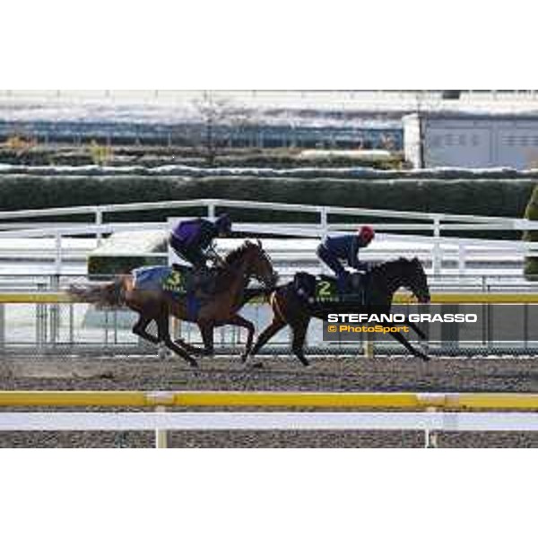 The 36th Japan Cup in association with Longines - Morning track works at Fuchu racecourse - Iquitos and Nightflower Tokyo,25th nov.2016 ph.Stefano Grasso