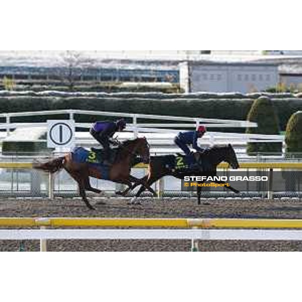 The 36th Japan Cup in association with Longines - Morning track works at Fuchu racecourse - Iquitos and Nightflower Tokyo,25th nov.2016 ph.Stefano Grasso