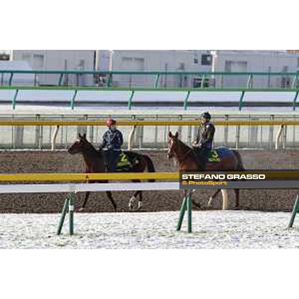 The 36th Japan Cup in association with Longines - Morning track works at Fuchu racecourse - Iquitos and Nightflower Tokyo,25th nov.2016 ph.Stefano Grasso