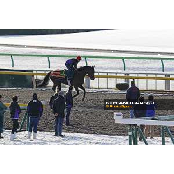 The 36th Japan Cup in association with Longines - Morning track works at Fuchu racecourse - Erupt Tokyo,25th nov.2016 ph.Stefano Grasso