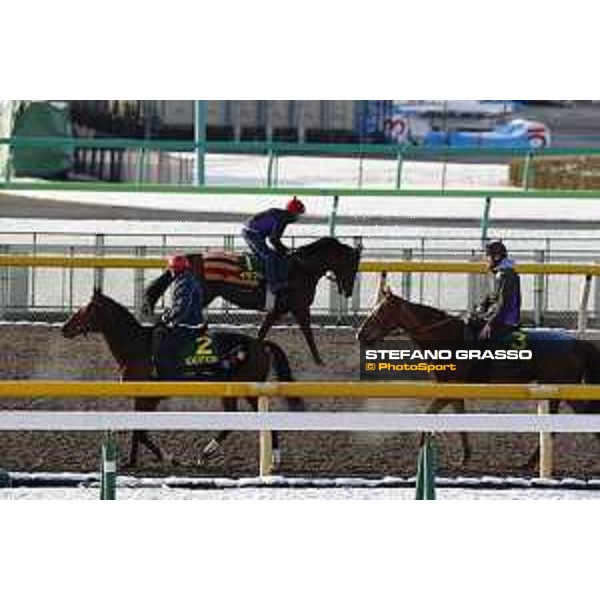 The 36th Japan Cup in association with Longines - Morning track works at Fuchu racecourse - Erupt,Iquitos and Nightflower Tokyo,25th nov.2016 ph.Stefano Grasso
