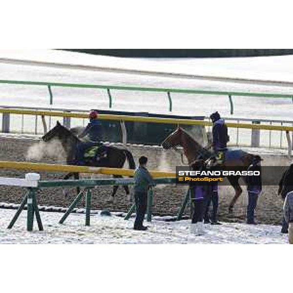 The 36th Japan Cup in association with Longines - Morning track works at Fuchu racecourse - Iquitos and Nightflower Tokyo,25th nov.2016 ph.Stefano Grasso