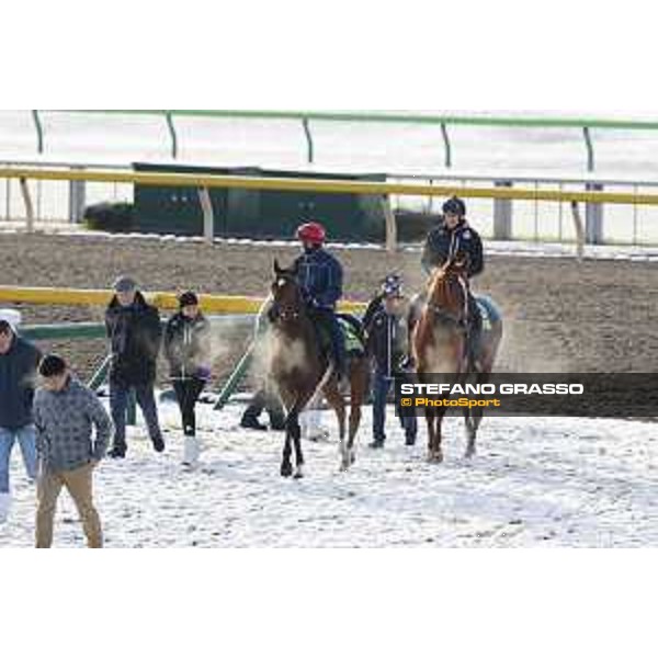 The 36th Japan Cup in association with Longines - Morning track works at Fuchu racecourse - Iquitos and Nightflower Tokyo,25th nov.2016 ph.Stefano Grasso